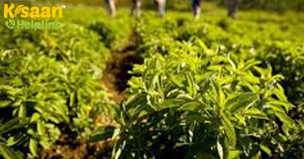 एनएमपीबी और आईसीएआर-एनबीपीजीआर ने औषधीय और सुगंधित पौधों के आनुवंशिक संसाधनों के संरक्षण के लिए समझौता ज्ञापन पर हस्ताक्षर एनएमपीबी और आईसीएआर-एनबीपीजीआर ने औषधीय और सुगंधित पौधों के आनुवंशिक संसाधनों के संरक्षण के लिए समझौता ज्ञापन पर हस्ताक्षर